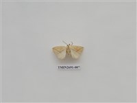 藏品(尺蛾236)的圖片